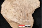 Foto (Detailansicht) von Plantae indet.  (NHMW-GEO-2024-0188-11573)